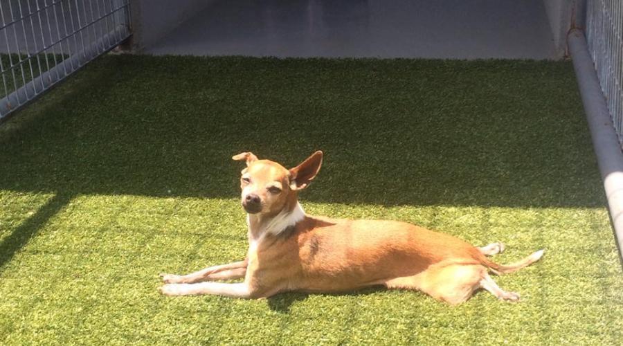 Jin's Bed and Biscuits Pet Resort and Boarding